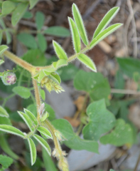 Tephrosia cinerea