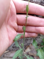 Oenothera rosea