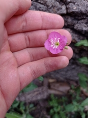 Oenothera rosea