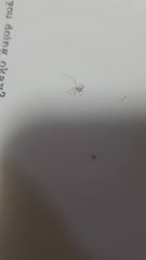 Araneae