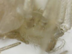 Araneae