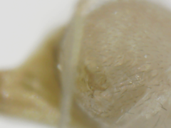 Araneae