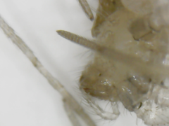 Araneae