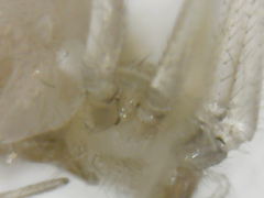 Araneae