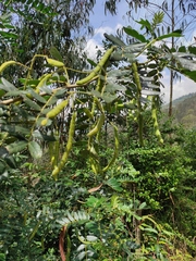 Hymenaea oblongifolia
