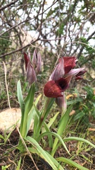 Bilamellaria