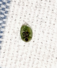 Cassida hemisphaerica