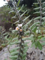 Alkanna corcyrensis
