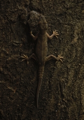 Hemidactylus