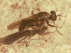 Adoxomyia heminopla