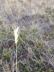 Danthonia intermedia