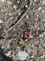 Androsace occidentalis