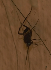 Evania appendigaster