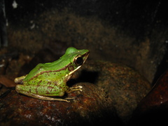 Odorrana hosii