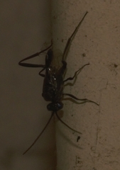 Evania appendigaster