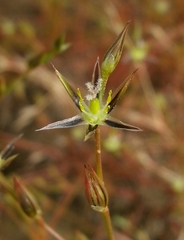 Juncus bufonius