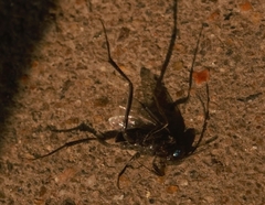 Evania appendigaster