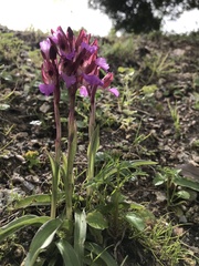 Anacamptis papilionacea papilionacea