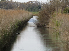 Phragmites australis