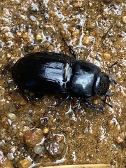 Montesinus