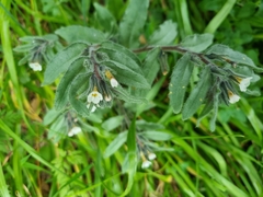 Alkanna corcyrensis