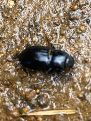 Montesinus