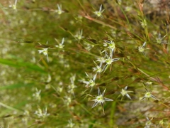 Juncus bufonius