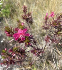 Esterhazya eitenorum