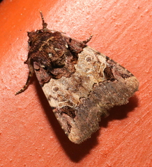 Hampsonodes