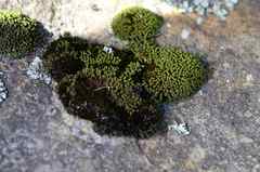 Trichostomum brachydontium