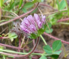 Trifolium barbigerum