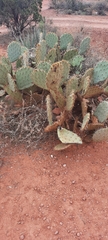 Opuntia chlorotica