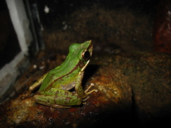 Odorrana hosii