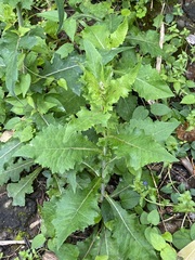 Lactuca formosana