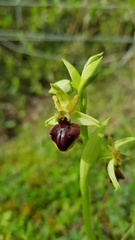 Ophrys sphegodes