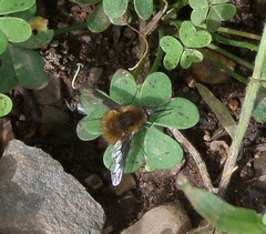 Bombylius analis