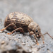 Hair-banded Broad-nosed Weevil - Photo (c) Julian F, some rights reserved (CC BY-NC), uploaded by Julian F