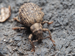 Myosides seriehispidus