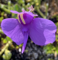 Utricularia reniformis