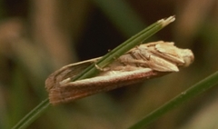 Oncocera semirubella