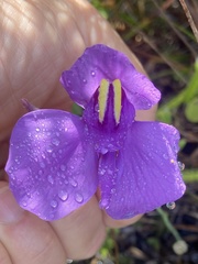 Utricularia reniformis