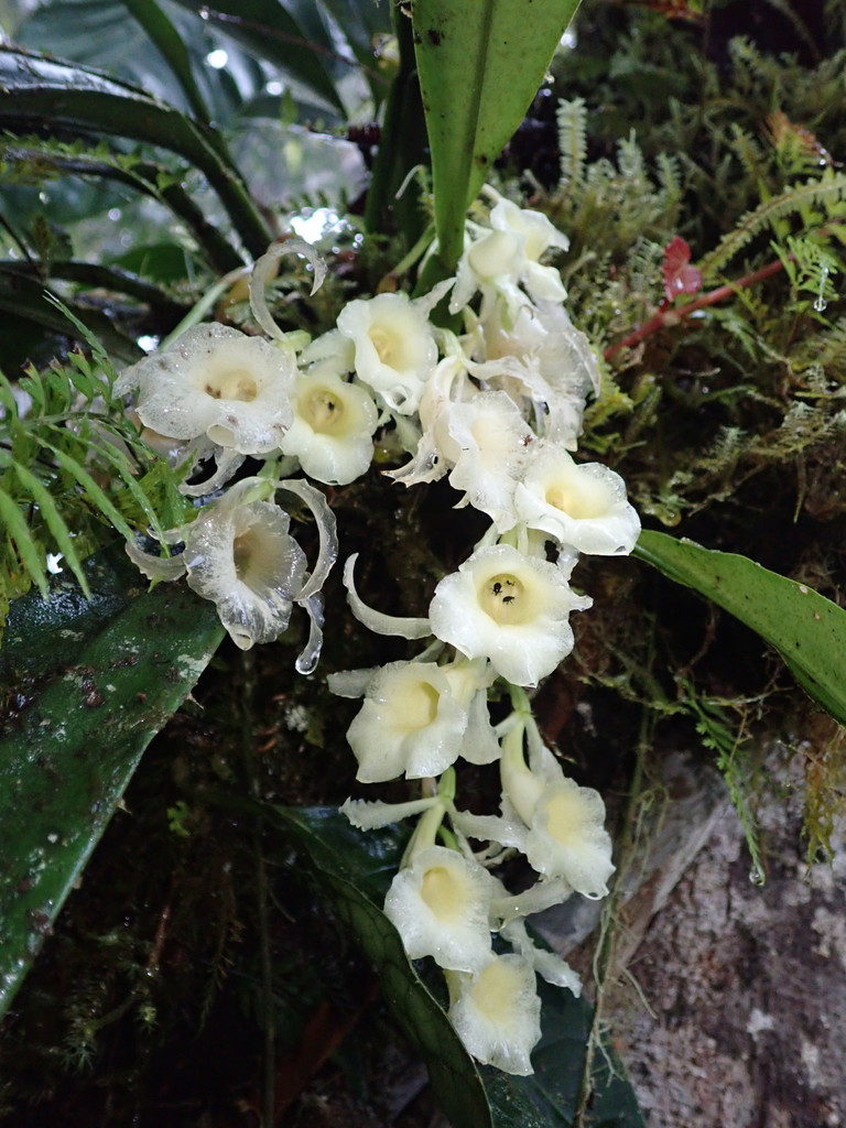 Trichopilia rostrata