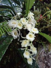 Trichopilia rostrata