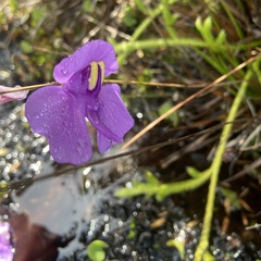 Utricularia reniformis
