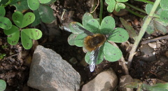Bombylius analis