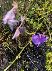 Utricularia reniformis