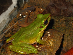 Odorrana hosii