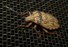 Antiteuchus macraspis