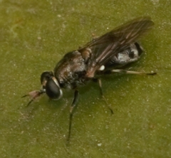 Adoxomyia heminopla