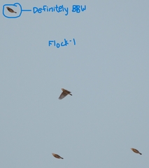 Ploceus benghalensis